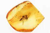 Two Detailed Moth Flies (Psychodidae) in Baltic Amber #352757-1